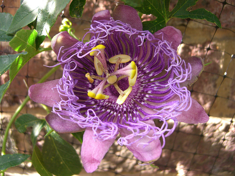 معرفی و راهنمای پرورش گیاهان زینتی فضای باز - پیچ ساعتی